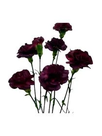 Yongo ciclamino - mini carnation young plant H. 10 cm Carnation / Garofano - Azienda Agricola Di Giorgio Antonio Ss