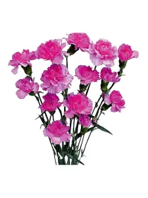 Yongo f 194 - mini carnation young plant H. 10 cm Carnation / Garofano - Azienda Agricola Di Giorgio Antonio Ss