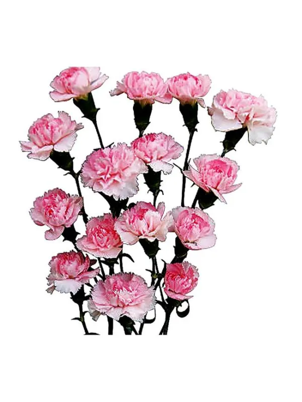Yongo rosa - mini carnation young plant H. 10 cm Carnation / Garofano - Azienda Agricola Di Giorgio Antonio Ss