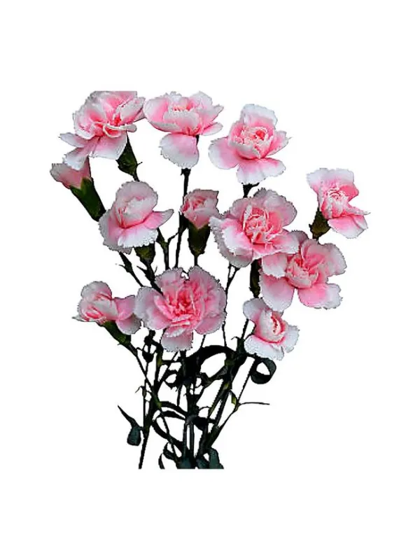 Yumiko r 172 - mini carnation young plant H. 10 cm Carnation / Garofano - Azienda Agricola Di Giorgio Antonio Ss