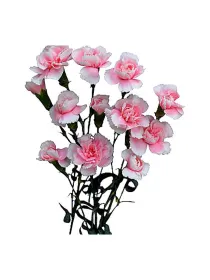 Yumiko r 172 - mini carnation young plant H. 10 cm Carnation / Garofano - Azienda Agricola Di Giorgio Antonio Ss