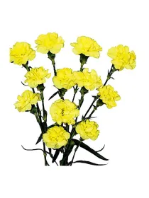 Zoagli vm 149 - mini carnation young plant H. 10 cm Carnation / Garofano - Azienda Agricola Di Giorgio Antonio Ss