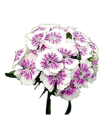 Arsenal - carnation selection young plant H. 10 cm Carnation / Garofano - Azienda Agricola Di Giorgio Antonio Ss