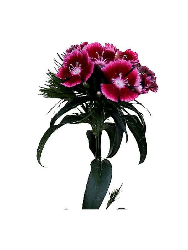 Aston villa - carnation selection young plant H. 10 cm Carnation / Garofano - Azienda Agricola Di Giorgio Antonio Ss