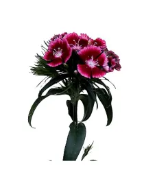 Aston villa - carnation selection young plant H. 10 cm Carnation / Garofano - Azienda Agricola Di Giorgio Antonio Ss