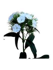 Bianco ic 655 - carnation selection young plant H. 10 cm Carnation / Garofano - Azienda Agricola Di Giorgio Antonio Ss