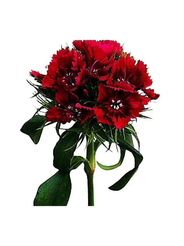 Bolton - carnation selection young plant H. 10 cm Carnation / Garofano - Azienda Agricola Di Giorgio Antonio Ss