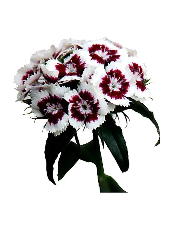 Bristol - carnation selection young plant H. 10 cm Carnation / Garofano - Azienda Agricola Di Giorgio Antonio Ss