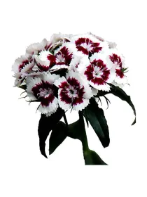 Bristol - carnation selection young plant H. 10 cm Carnation / Garofano - Azienda Agricola Di Giorgio Antonio Ss