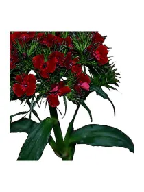 Burnley f 263 - carnation selection young plant H. 10 cm Carnation / Garofano - Azienda Agricola Di Giorgio Antonio Ss