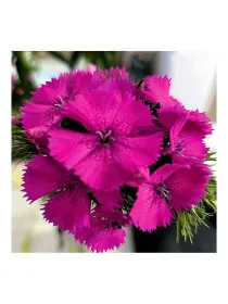 Derby - carnation selection young plant H. 10 cm Carnation / Garofano - Azienda Agricola Di Giorgio Antonio Ss
