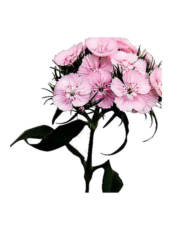 Everton - carnation selection young plant H. 10 cm Carnation / Garofano - Azienda Agricola Di Giorgio Antonio Ss