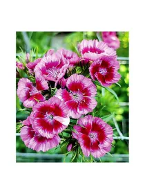 Fantasia fc 264 - carnation selection young plant H. 10 cm Carnation / Garofano - Azienda Agricola Di Giorgio Antonio Ss