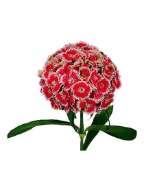 Fantasia lilla gc 253 - carnation selection young plant H. 10 cm Carnation / Garofano - Azienda Agricola Di Giorgio Antonio Ss