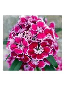 Fsl ic 804 - carnation selection young plant H. 10 cm Carnation / Garofano - Azienda Agricola Di Giorgio Antonio Ss