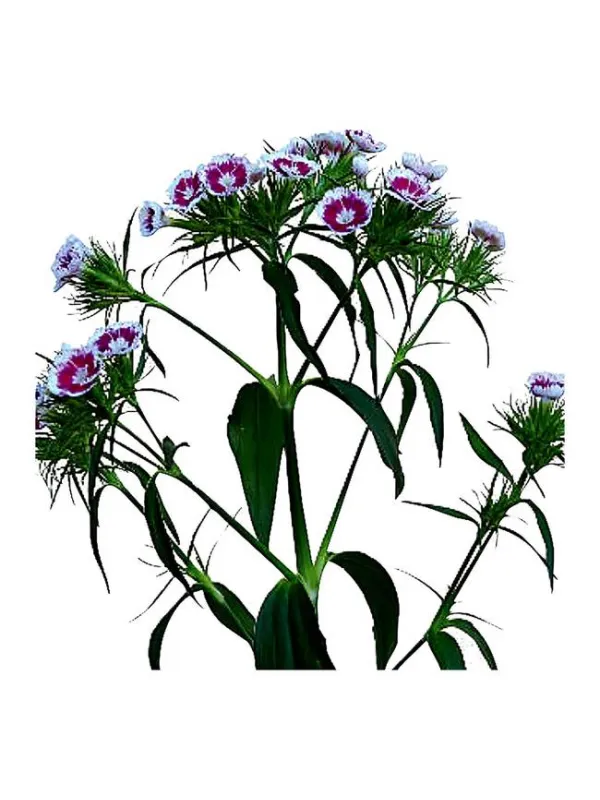Fsv nc 678 - carnation selection young plant H. 10 cm Carnation / Garofano - Azienda Agricola Di Giorgio Antonio Ss