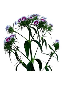 Fsv nc 678 - carnation selection young plant H. 10 cm Carnation / Garofano - Azienda Agricola Di Giorgio Antonio Ss