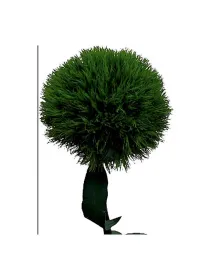 Lady ingreen - carnation selection young plant H. 10 cm Carnation / Garofano - Azienda Agricola Di Giorgio Antonio Ss