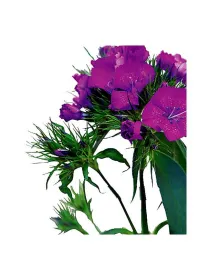 Lilla ic 1082 - carnation selection young plant H. 10 cm Carnation / Garofano - Azienda Agricola Di Giorgio Antonio Ss