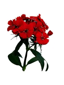 Manchester - carnation selection young plant H. 10 cm Carnation / Garofano - Azienda Agricola Di Giorgio Antonio Ss