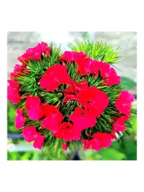 Milton ic 1216 - carnation selection young plant H. 10 cm Carnation / Garofano - Azienda Agricola Di Giorgio Antonio Ss