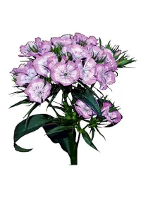 Milwall ic 236 - carnation selection young plant H. 10 cm Carnation / Garofano - Azienda Agricola Di Giorgio Antonio Ss