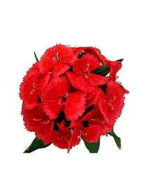 Newcastle - carnation selection young plant H. 10 cm Carnation / Garofano - Azienda Agricola Di Giorgio Antonio Ss