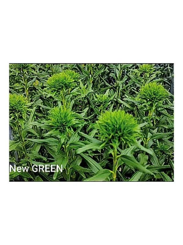 Novita 2027 - carnation selection young plant H. 10 cm Carnation / Garofano - Azienda Agricola Di Giorgio Antonio Ss