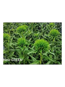 Novita 2027 - carnation selection young plant H. 10 cm Carnation / Garofano - Azienda Agricola Di Giorgio Antonio Ss