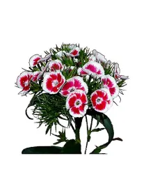 Pesco lc 598 - carnation selection young plant H. 10 cm Carnation / Garofano - Azienda Agricola Di Giorgio Antonio Ss
