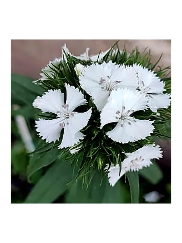 Rosa coventry g 73 - carnation selection young plant H. 10 cm Carnation / Garofano - Azienda Agricola Di Giorgio Antonio Ss