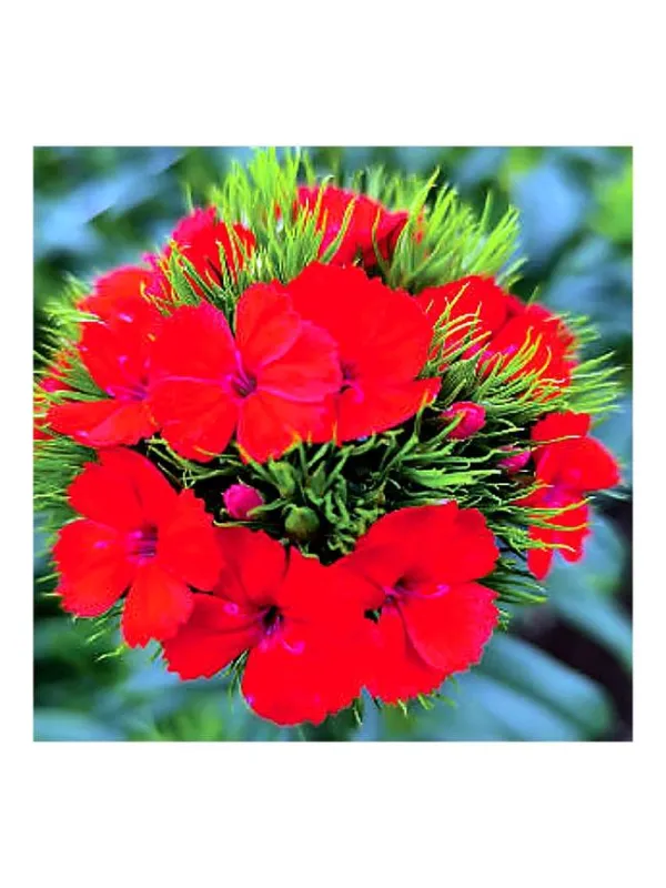 Rosso ic 884 - carnation selection young plant H. 10 cm Carnation / Garofano - Azienda Agricola Di Giorgio Antonio Ss