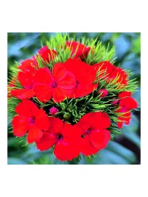 Rosso ic 884 - carnation selection young plant H. 10 cm Carnation / Garofano - Azienda Agricola Di Giorgio Antonio Ss