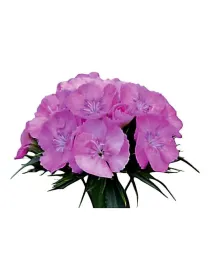 Stoke - carnation selection young plant H. 10 cm Carnation / Garofano - Azienda Agricola Di Giorgio Antonio Ss