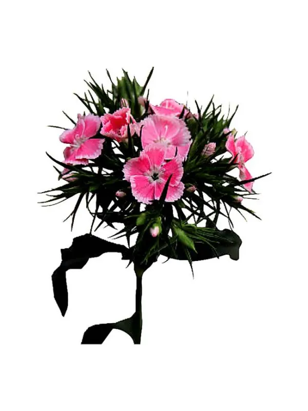 Sunderland - carnation selection young plant H. 10 cm Carnation / Garofano - Azienda Agricola Di Giorgio Antonio Ss