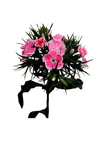 Sunderland - carnation selection young plant H. 10 cm Carnation / Garofano - Azienda Agricola Di Giorgio Antonio Ss