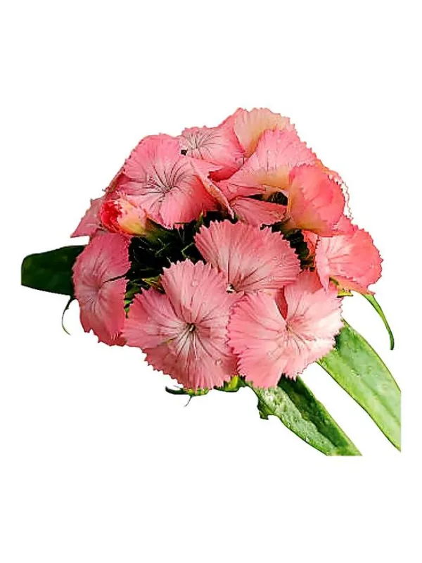 Tottenham leeds - carnation selection young plant H. 10 cm Carnation / Garofano - Azienda Agricola Di Giorgio Antonio Ss