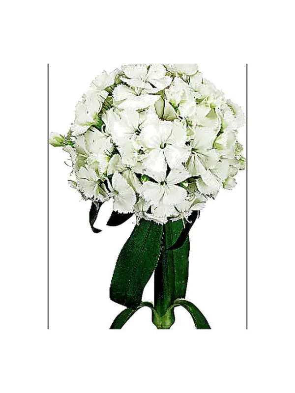 Watford 12ba8 - carnation selection young plant H. 10 cm Carnation / Garofano - Azienda Agricola Di Giorgio Antonio Ss