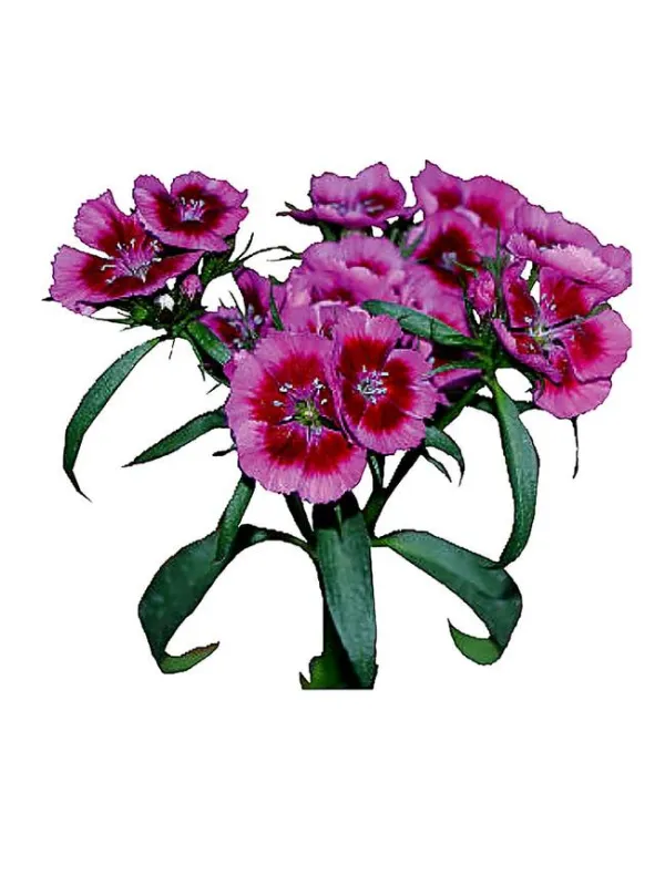 Westham - carnation selection young plant H. 10 cm Carnation / Garofano - Azienda Agricola Di Giorgio Antonio Ss