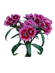 Westham - carnation selection young plant H. 10 cm Carnation / Garofano - Azienda Agricola Di Giorgio Antonio Ss