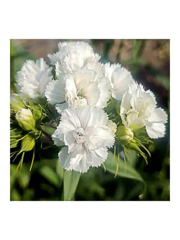 Bianco pc 2091 - carnation selection young plant H. 10 cm Carnation / Garofano - Azienda Agricola Di Giorgio Antonio Ss