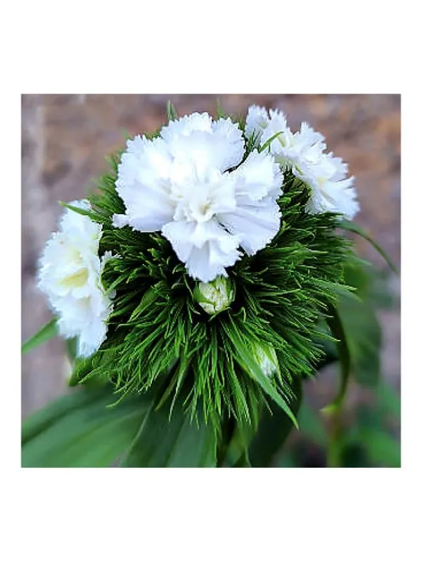 Bianco pc 97 - carnation selection young plant H. 10 cm Carnation / Garofano - Azienda Agricola Di Giorgio Antonio Ss