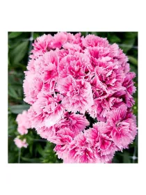 Doblino fans h 843 - carnation selection young plant H. 10 cm Carnation / Garofano - Azienda Agricola Di Giorgio Antonio Ss