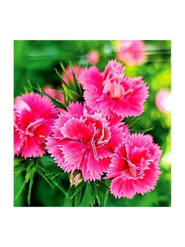 Doblino pink jc 650 - carnation selection young plant H. 10 cm Carnation / Garofano - Azienda Agricola Di Giorgio Antonio Ss
