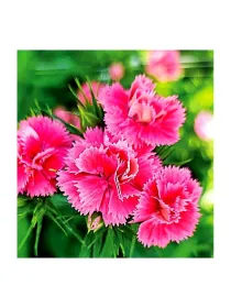 Doblino pink jc 650 - carnation selection young plant H. 10 cm Carnation / Garofano - Azienda Agricola Di Giorgio Antonio Ss