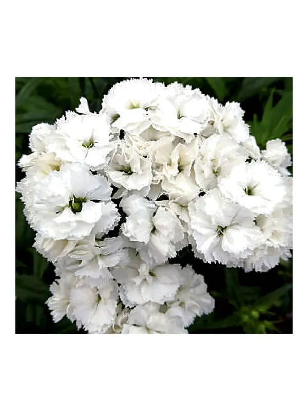Doblino white ic 789 - carnation selection young plant H. 10 cm Carnation / Garofano - Azienda Agricola Di Giorgio Antonio Ss