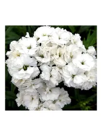 Doblino white ic 789 - carnation selection young plant H. 10 cm Carnation / Garofano - Azienda Agricola Di Giorgio Antonio Ss