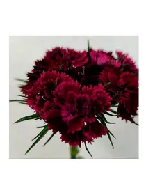 Fantasia pc 367 - carnation selection young plant H. 10 cm Carnation / Garofano - Azienda Agricola Di Giorgio Antonio Ss