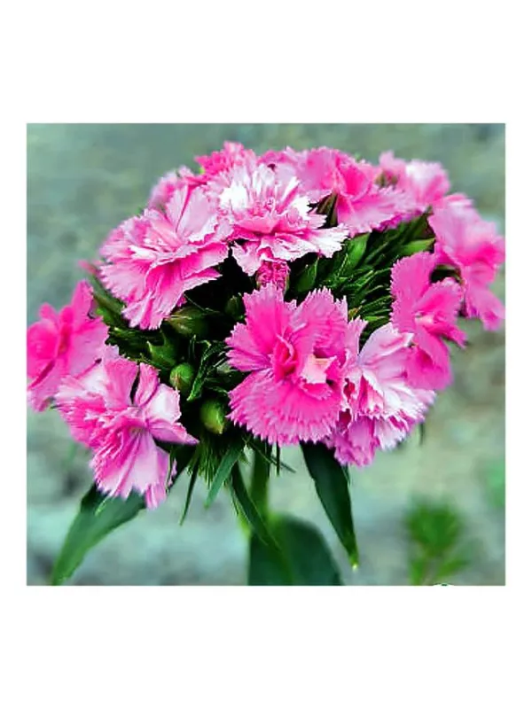 Nero pc 1638 - carnation selection young plant H. 10 cm Carnation / Garofano - Azienda Agricola Di Giorgio Antonio Ss