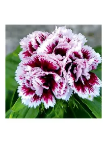 Rosa lilla nc 130 - carnation selection young plant H. 10 cm Carnation / Garofano - Azienda Agricola Di Giorgio Antonio Ss